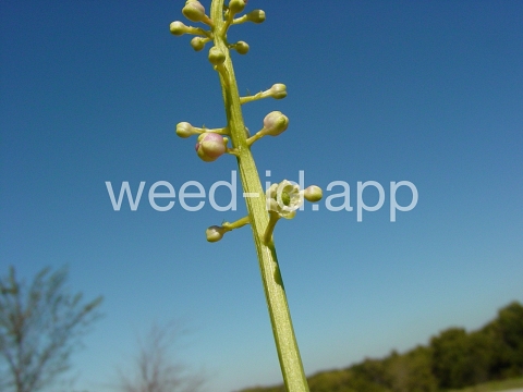 pokeweed, common